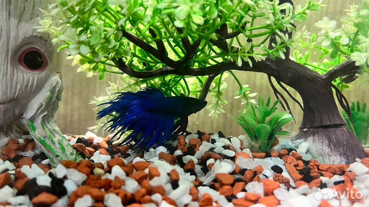 Аквариумные рыбки