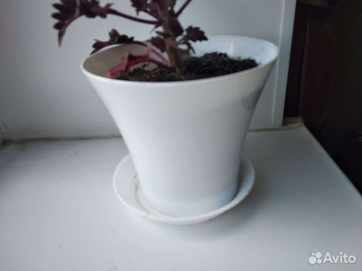 Сортовой колеус Black Dragon