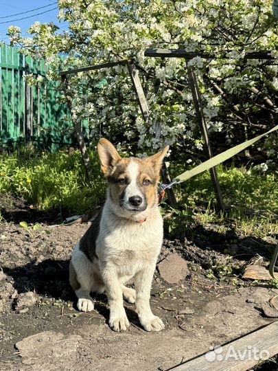 Собака ищет дом