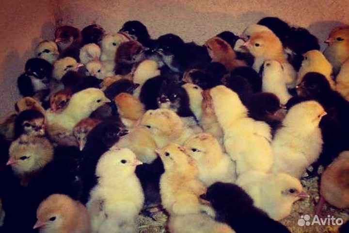 Цыплята