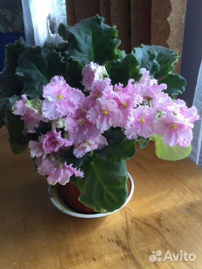 Фиалка, Зигокактус