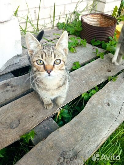 Котята в добрые руки бесплатно