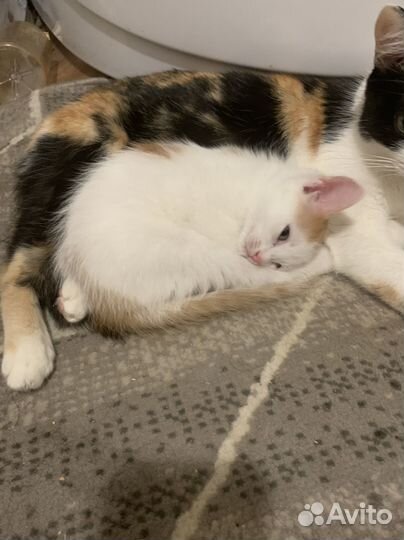 Кошка в дар