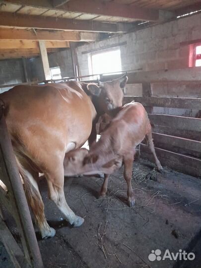 Корова с теленком