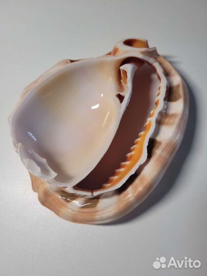 Ракушка пепельница