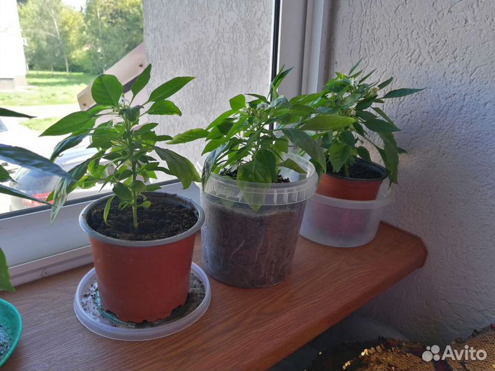 Перец декоративный комнатный (сладкий)