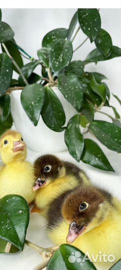 Хойя карноза