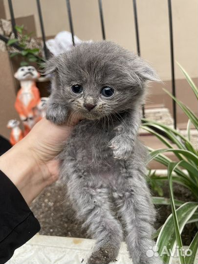 Вислоухие котята