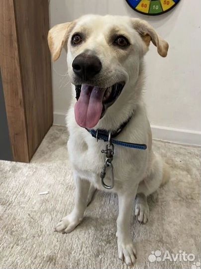 Метис лабрадора