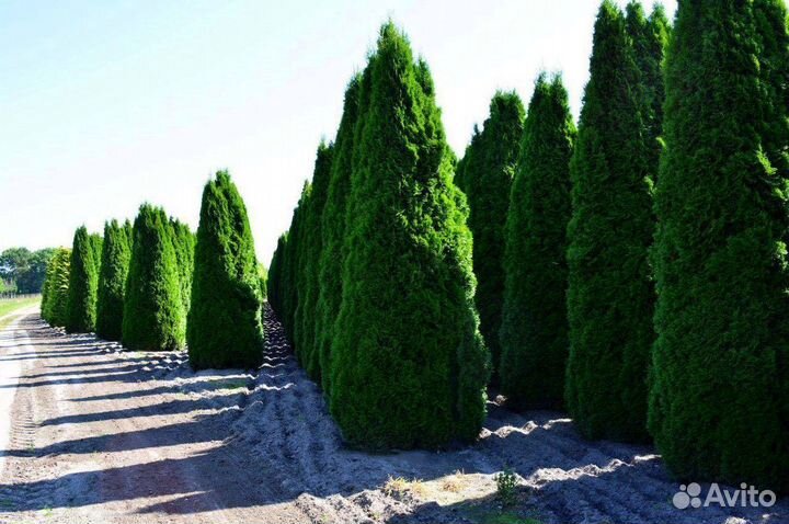 Туя западная