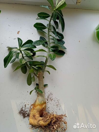 Адениум, Черенки адениума