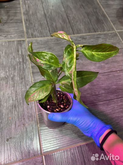 Сингониум Спир поинт