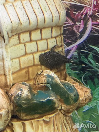 Сомики Анциструсы