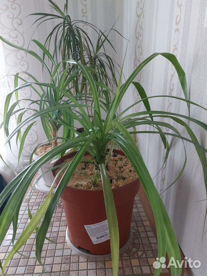 Комнатные растения