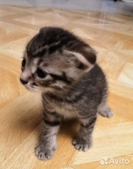 Британские котята
