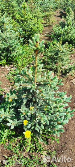 Ель голубая