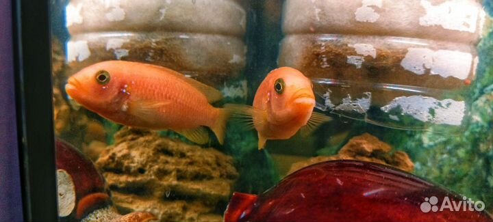 Малавийские цихлиды красная зебра