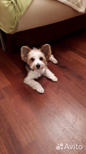 Бивер вязка мальчик