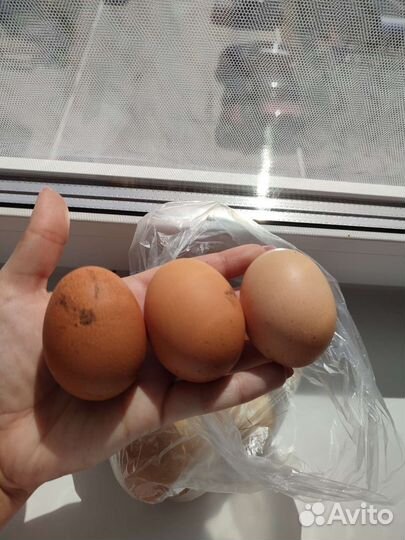 Домашние куриные яйца