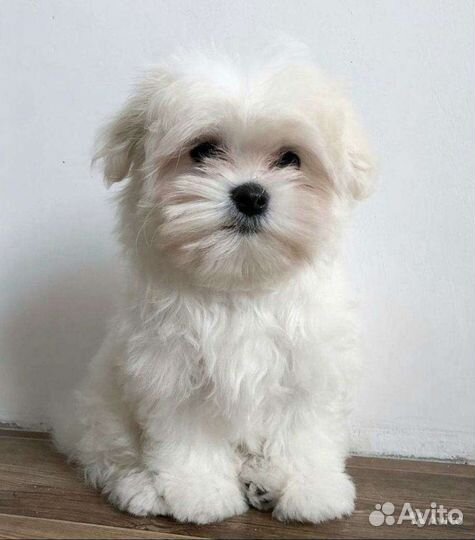 Мальтипу мини ф1 сладкий медвежонок