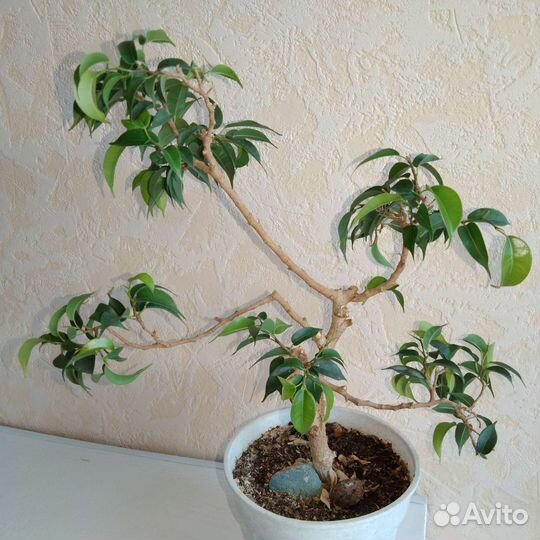 Мини фикус бонсай