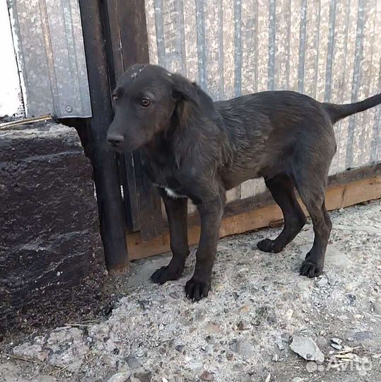 Пёсик - барбосик