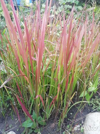 Декоративные злаки