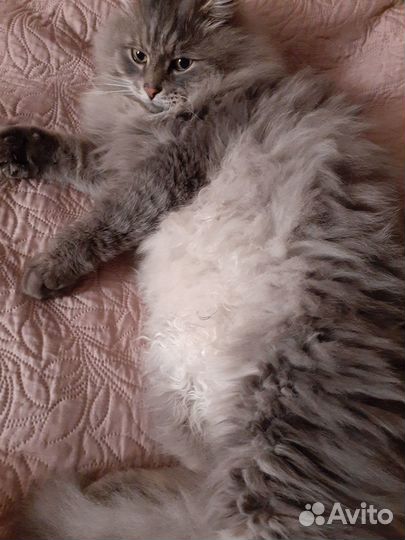 Сибирский кот в добрые руки