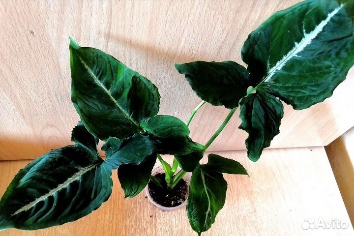 Сингониумы