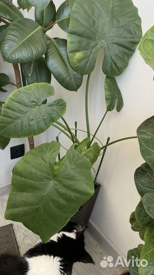 Клубни и детки алоказии клобучковой