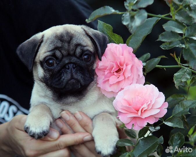 Щенки мопса из питомника