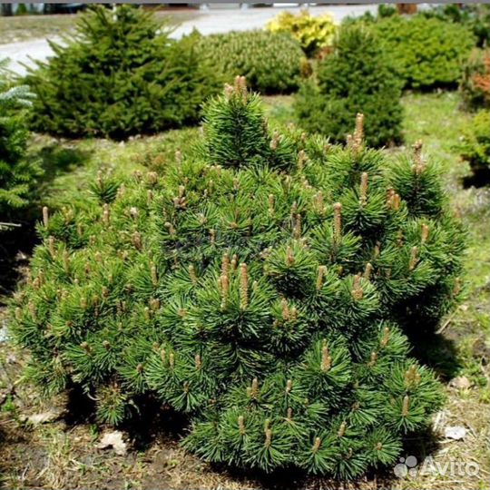 Сосна Пикобелло