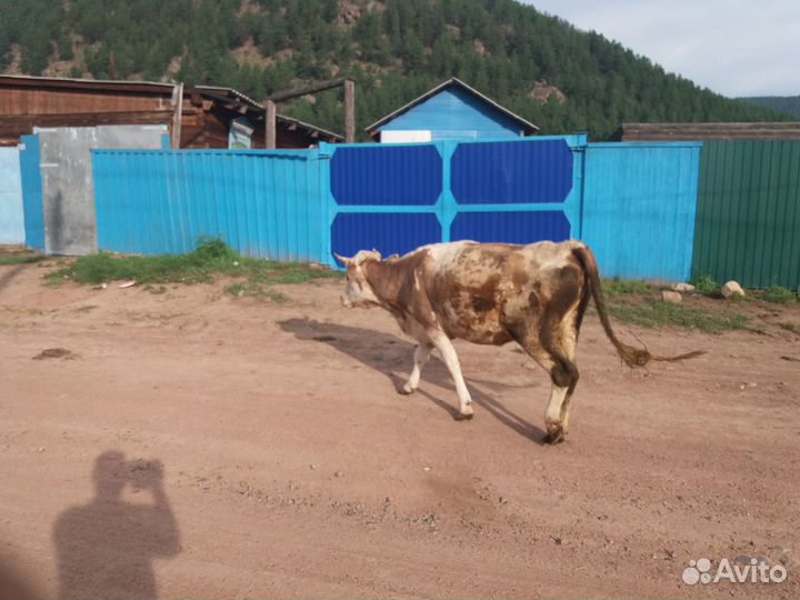 Продам корову