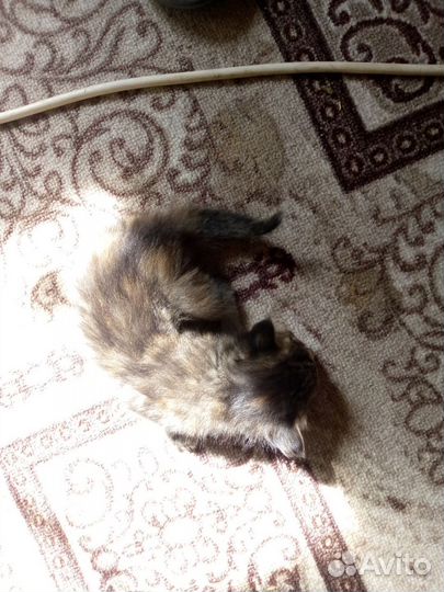 Котята крысоловы