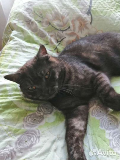 Кот в дар бесплатно