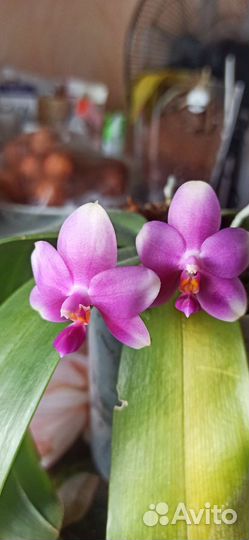 Орхидея фаленопсис