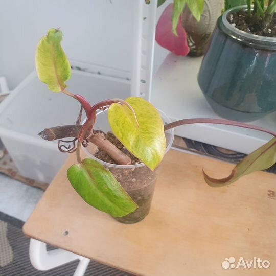 Филодендрон медуза