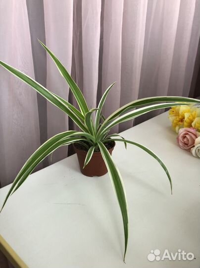 Хлорофитум