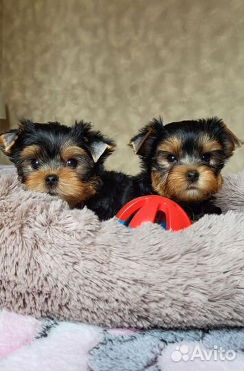 Йоркширский терьер