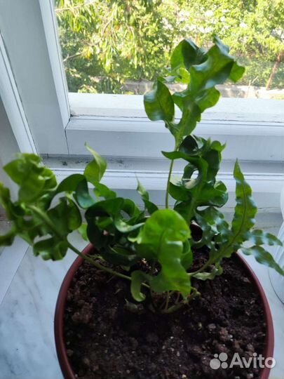 Полиподиум зелёная волна, папоротник