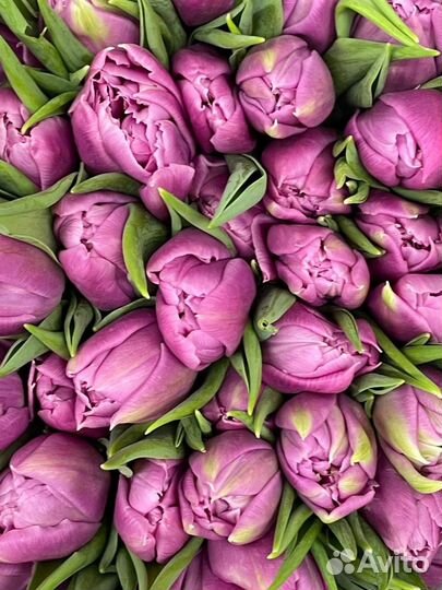 Шикарные тюльпаны оптом 8 марта
