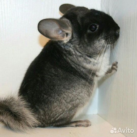 Шиншиллы, кролики, морские свинки