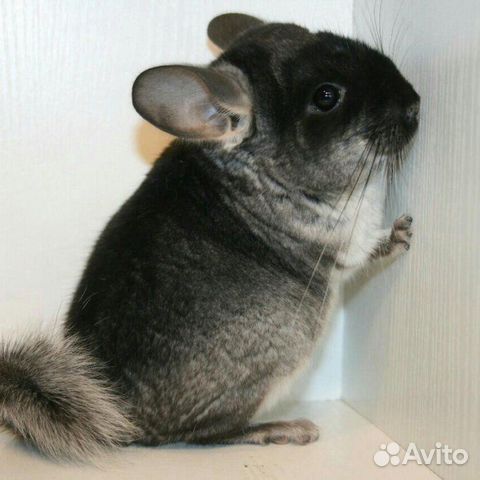 Шиншиллы, кролики, морские свинки