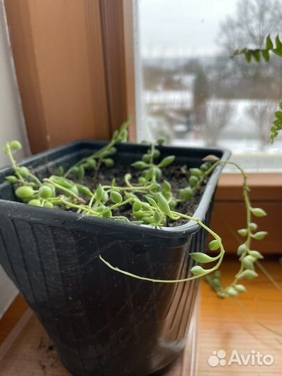 Крестовник