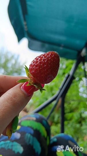 Клубника 4 сорта