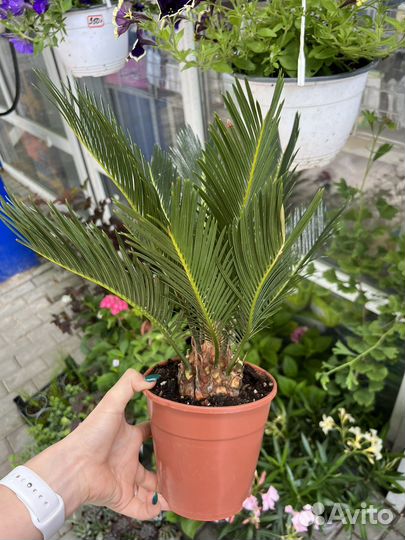 Цикас революта