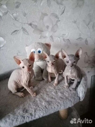 Котята донского сфинкса