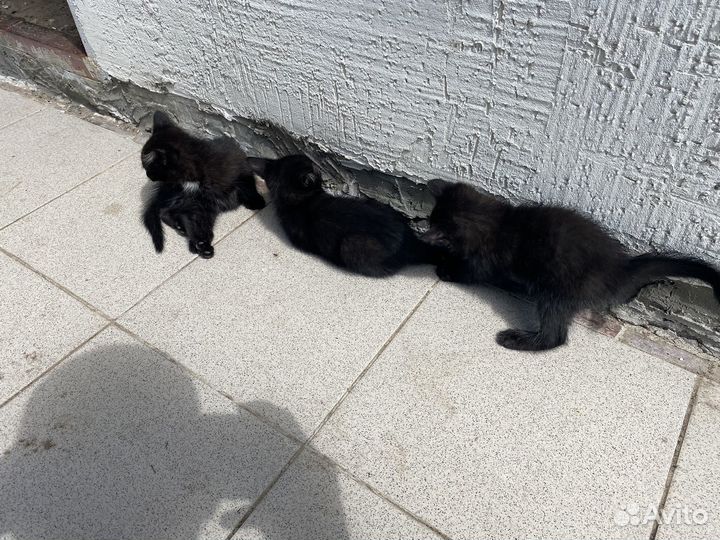 Красивые домашние котята