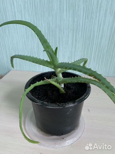 Лимон, орхидея, алоэ, личи