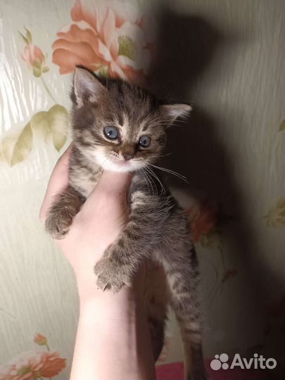 Кошка в дар бесплатно